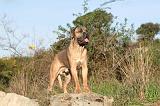 CANE CORSO 120